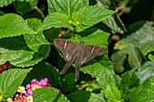 A Teleus Longtail butterfly, Spicauda teleus, on a Spanish Flag bush in El Naranjo, Argentina.