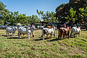 Hermanos Motta PZA Farm, Livestock show cattle, rice packing, cattle, and dairy farm.