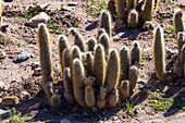 Silver Torch Cactus, Cleistocactus hyalacanthus, in the Jardin Botánico de Altura near Tilcara, Argentina.