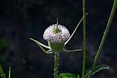 Wild Teasel, Dipsacus fullonum, in the Jardin Botánico de Altura near Tilcara, Argentina.