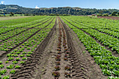 Veggie Farm Cerro Punta, Panama