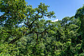 Ein mit Epiphyten bewachsener Baum im subtropischen Yungas-Wald im Calilegua-Nationalpark in Argentinien. UNESCO-Biosphärenreservat Yungas