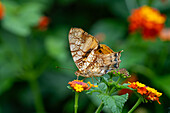 An Orange Mapwing butterfly, Hypanartia lethe, feeding on the flowers of a Spanish Flag at Posta de Tatasto, Argentina.