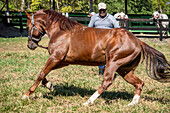 Hermanos Motta PZA Farm. Show Horses in Panama