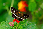 The Ithra Crescent butterfly, Ortilia ithra, feeding on Spanish Flag flowers, Lantana camara, in Posta de Yatasto, Argentina.