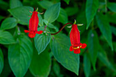 Seemannia nematanthodes in bloom in Calilegua National Park in Argentina.