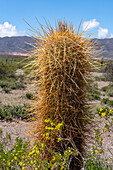 Detail der langen Stacheln eines argentinischen Saguaro oder Cordon Grande Kaktus im Nationalpark Los Cardones in der Provinz Salta, Argentinien