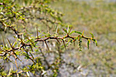 A thorny Churqui shrub, Prosopis ferox, in Los Cardones National Park in Salta Province, Argentina.