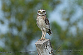 An immature Burrowing Owl, Athene cunicularia, on a fence post near Termas de Rio Hondo in Argentina.