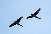 Two Chestnut-fronted Macaws, Ara severus, in flight in Cali, Colombia.