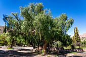 Peruvian Pepper Tree, Schinus molle var. areira, in the Jardin Botánico de Altura near Tilcara, Argentina.