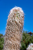 Old Man of the Andes or White Cardon, Orocereus celsianus, in the Jardin Botánico de Altura near Tilcara, Argentina. Also called Little Sheep Cactus.