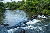 Tropical rainforest along the Iguazu River in Iguazu National Park in Argentina. A UNESCO World Heritage SIte.