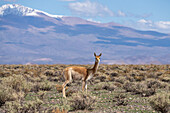 Ein Guanako, Lama guanicoe, auf dem Altiplano mit dem Nevado de Chañi im Hintergrund im Nordwesten Argentiniens. Der höchste Berg der Provinz Jujuy