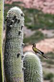 A Burrowing Parrot, Cyanoliseus patagonus, perched on a Giant Cardon Cactus near Payogasta, Argentina. The parrots eat the fruit of this cactus.