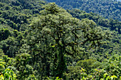 An epiphyte-covered tree in the yungas subtropical forest in Calilegua National Park in Argentina. UNESCO Yungas Biosphere Reserve.