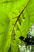 Empty butterfly chrysalises under a leaf in Calilegua National Park in Argentina.