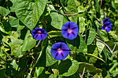 Common Morning Glory, Ipomoea purpurea, growing on an Oca plant in the Jardin Botánico de Altura near Tilcara, Argentina.