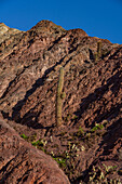 Kakteen in den gestreiften Schichten des Cerro de los Siete Colores (Hügel der sieben Farben) in Purmamarca, Argentinien