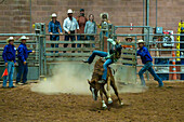 A young cowgirl gets bucked off a bucking horse at the Moab Junior Rodeo in Moab, Utah. Note that she is missing one arm.