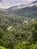 Lush vegetation in the yungas sub-tropical rainforest on a rainy day in Los Sosa Canyon Natural Reserve in Argentina.