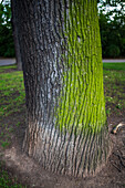 Green fungus on tree