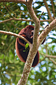 Red Howler Monkey (Alouatta seniculus), Colombia