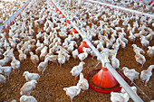 Numerous chickens roam a spacious poultry farm in Villamanrique de la Condesa, Sevilla, showcasing the vibrant activity of the farm.