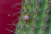 Detail of an Argentine Saguaro or Cardon Grande Cactus, Leucostele terscheckii, in Cafayate, Argentina.