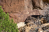 The Long-necked Sheep petroglyph panel, Site 12, in Nine Mile Canyon in Utah. Nine Mile Canyon contains thousands of pre-Hispanic Fremont Culture Native American rock art pictographs and petroglyphs. These rock art panels are between 800 and 1100 years old.