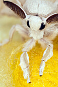 A silkworm moth is resting on its cocoon, showcasing its delicate features and texture in a serene environment.