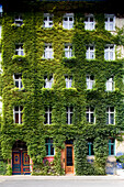 Eine efeubewachsene Fassade hebt ein historisches Gebäude in der Auguststraße in Berlin-Mitte hervor, das Natur und Architektur wunderschön miteinander verbindet