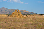 Cylindrical straw bales placement in Valdeprados, province of Segovia.