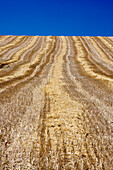 Stubble remains in a harvested wheat field, showcasing the landscape of Seville, Spain under a bright blue sky.