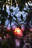 Kolibri auf einem Baum bei Sonnenuntergang in der Sierra Nevada de Santa Marta, Kolumbien