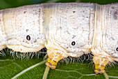 A close-up of a silk worm caught in its natural habitat in Spain, highlighting its distinct characteristics and textures.