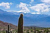 Cardon Grande Cactus, Leucostele terscheckii, and the snow-capped Nevado de Cachi in the Calchaqui Valley in Argentina. The green shrubs are jarilla, Larrea divaricata.