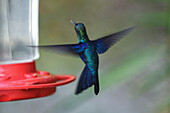 Kolibri-Futterstelle in der Sierra Nevada de Santa Marta, Kolumbien