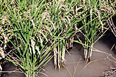 Golden rice plants thrive in flooded fields of Isla Mayor, showcasing agricultural beauty in the Doñana region.