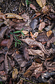 Fallen dry leaves in forest of Santa Marta, Colombia