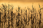 Aquatic plants reflect beautifully in the water at sunset in the Guadalquivir marshes, highlighting nature’s serene beauty.