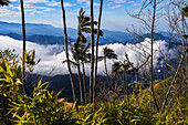 Sunrise view of the Sierra Nevada de Santa Marta, Mountains, including Cerro Kennedy, also known as 'la Cuchillo de San Lorenzo', Colombia