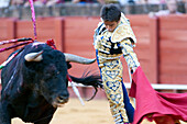 Seville, Spain, Aug 15 2008, Fernández Pineda expertly maneuvers a bull with a red cape during a traditional bullfight in Sevillas historic arena.