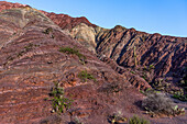 Kakteen, die in den gestreiften Gesteinsschichten des Cerro de los Siete Colores (Hügel der sieben Farben) in Purmamarca, Argentinien, wachsen