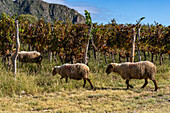 Sheep grazing on the grass in a vineyard in Cafayate, Argentina.