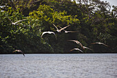 Brown pelicans in Don Diego River, Santa Marta, Colombia