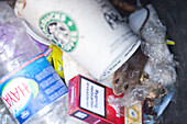 A small mouse is foraging for food among the discarded waste inside a rubbish bin in Berlin.