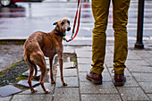 Whippet dog shows signs of being cold during a rainy day in Budapest