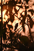 Kolibri auf einem Baum bei Sonnenuntergang in der Sierra Nevada de Santa Marta, Kolumbien