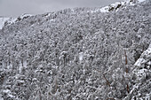 Snow in the winter in the spanish Sierra de Guadarrama National Park.